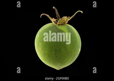 Solanum tuberosum, pomme de terre, Kartoffel, gros plan, fruit, baie Banque D'Images