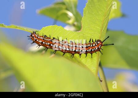 Une chenille fritillaire variégée (Euptoieta claudia) traverse une feuille. Banque D'Images