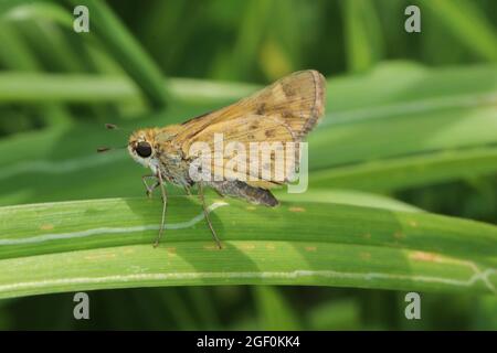 Un papillon de skipper ardent (Hylephila phyleus) est debout sur une lame d'herbe tordue. Banque D'Images