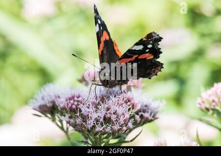 L'amiral rouge (Vanessa atlanta) se nourrissant du chanvre-Agrimony Banque D'Images