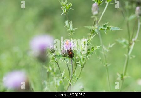 Le soldat Beetle (Rhagonycha fulva) se nourrissant d'un chardon Banque D'Images