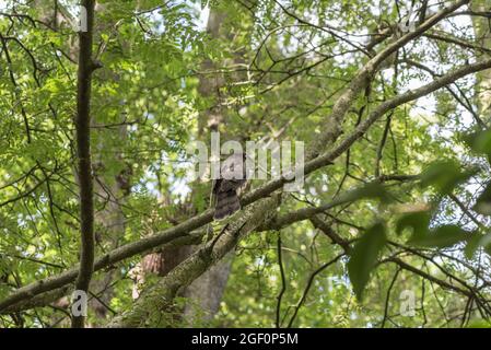 Jeune Sparrowhawk (Accipiter nisus) perché dans un arbre Banque D'Images