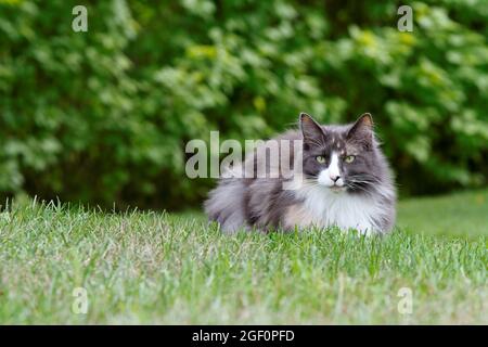 Chat norvégien femme passer du temps dans le jardin Banque D'Images