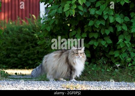 Chat de forêt norvégien femelle debout à côté d'une route de campagne un jour d'été Banque D'Images