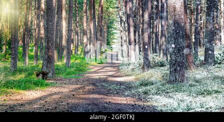 L'été et l'hiver sont combinés en une seule photo. Changement des saisons d'hiver et d'été. Neige et herbe dans la forêt, chemin de forêt s'étendant dans le Banque D'Images