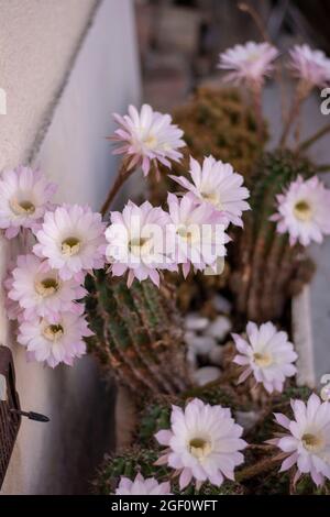 Cactus de hérisson en fleurs. Fleurs blanches d'Echinopsis également connues sous le nom de Cactus de l'oursin de mer ou du lis de Pâques. Banque D'Images