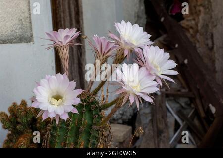 Cactus de hérisson en fleurs. Fleurs blanches d'Echinopsis également connues sous le nom de Cactus de l'oursin de mer ou du lis de Pâques. Banque D'Images