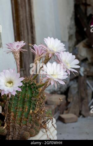 Cactus de hérisson en fleurs. Fleurs blanches d'Echinopsis également connues sous le nom de Cactus de l'oursin de mer ou du lis de Pâques. Banque D'Images