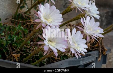 Cactus de hérisson en fleurs. Fleurs blanches d'Echinopsis également connues sous le nom de Cactus de l'oursin de mer ou du lis de Pâques. Banque D'Images