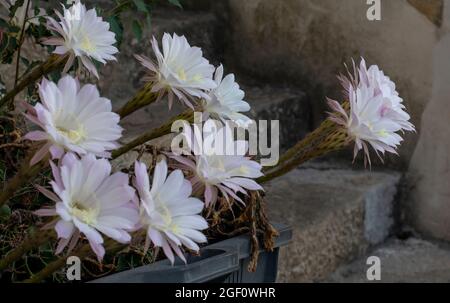 Cactus de hérisson en fleurs. Fleurs blanches d'Echinopsis également connues sous le nom de Cactus de l'oursin de mer ou du lis de Pâques. Banque D'Images