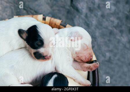 Trois petits chiots de Setter anglais de race avec les yeux fermés dans un panier en bois. Copier l'espace. Banque D'Images