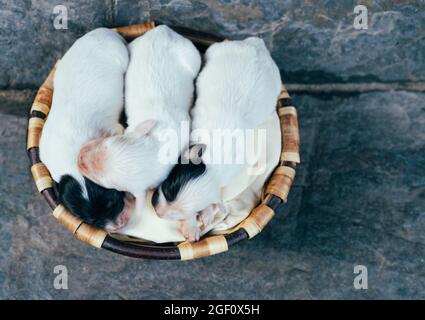 Trois petits chiots de Setter anglais de race avec les yeux fermés dans un panier en bois. Copier l'espace. Vue de dessus. Banque D'Images