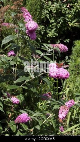 Papillons Pink Buddleja Davidii papillon Bush Banque D'Images