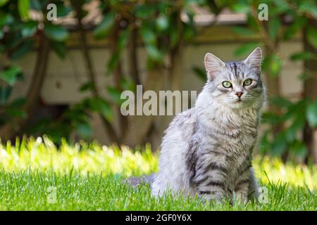 Adorable chat à poil long dans un jardin, version argent rouge de race sibérien Banque D'Images