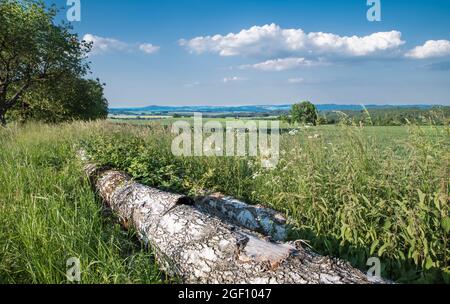 Tronc de bouleau tombé dans le paysage rural avec des nuages blancs sur le ciel bleu. Écorces de bois sur le bois couché dans l'herbe verte, les orties et les fleurs sauvages. Tchéquie. Banque D'Images