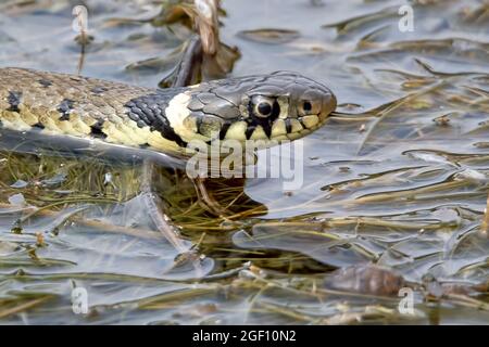 Serpent à herbe Natrix natrix chasse à la surface d'un étang Banque D'Images