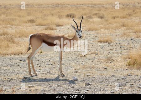 Antilope mâle Springbok au parc national d'Etosha, Namibie (Antidorcas marsupialis) Banque D'Images