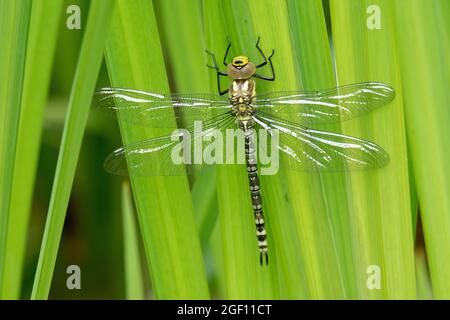 Dragonfly a récemment émergé d'un étang ayant entrepris la métamorphose à partir du stade larvaire Banque D'Images