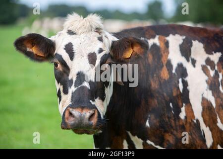 tête de vache de race normandique dans le pré Banque D'Images