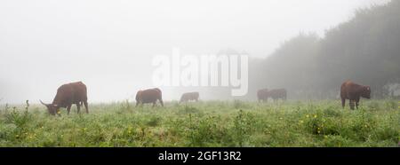 longues vaches à cornes le matin brumeux dans le parc régional entre rouen et le havre dans le nord de la france Banque D'Images