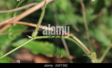 Face et pointe d'aile d'un faucon rouge marsh brun dragonfly assis sur une vigne velue Banque D'Images