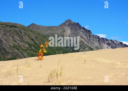 Couleurs d'automne sur une dune de sable, territoire du Yukon Banque D'Images