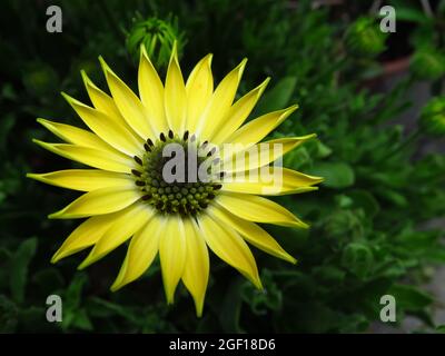 Un gros plan d'une délicate fleur jaune de Dimorphotheca sinuata entourée d'une végétation luxuriante par une journée ensoleillée Banque D'Images