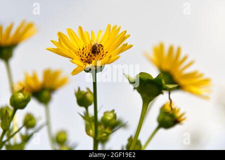 Silphium perfoliatum en fleurs en été Banque D'Images