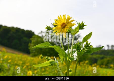 Silphium perfoliatum en fleurs en été Banque D'Images