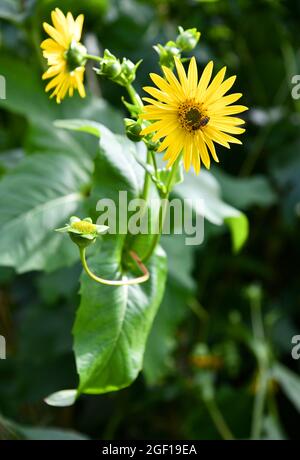 Silphium perfoliatum en fleurs en été Banque D'Images