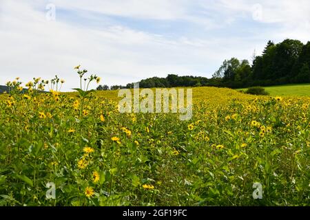 Silphium perfoliatum en fleurs en été Banque D'Images