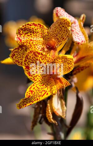 Gros plan d'une orchidée jaune éclatante avec des taches rouges en pleine floraison, capturée par une journée ensoleillée. Banque D'Images