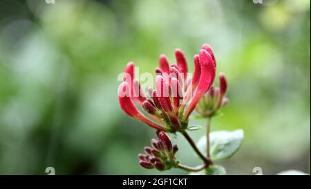 Les fleurs florales de la woodbine italienne dans le fond naturel flou Banque D'Images