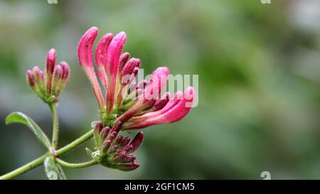 Les fleurs florales de l'Italien woodbine dans le fond flou Banque D'Images