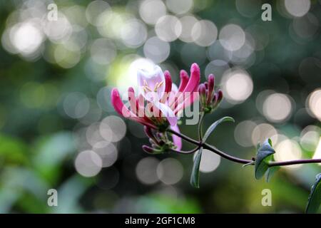 Les fleurs en fleurs de la feuille de miel perfoliée dans le fond flou avec des lumières de bokeh Banque D'Images