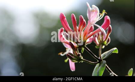 Les fleurs en fleurs de chèvre-le chèvrefeuille dans le fond flou Banque D'Images