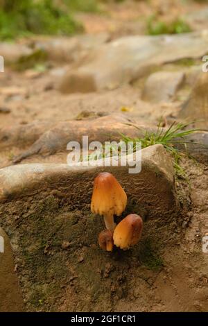 Août 2021 - filets groupés, Mycena inclinata, Mycenaceae. Banque D'Images