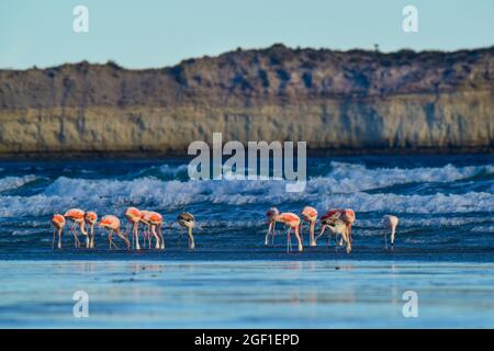 Les flamants se rassemblent dans la ligne de cosat, péninsule Valdes, province de Chubut, site classé au patrimoine mondial de l'UNESCO, Patagonie Argentine. Banque D'Images