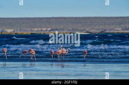 Les flamants se rassemblent dans la ligne de cosat, péninsule Valdes, province de Chubut, site classé au patrimoine mondial de l'UNESCO, Patagonie Argentine. Banque D'Images