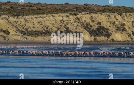 Les flamants se rassemblent dans la ligne de cosat, péninsule Valdes, province de Chubut, site classé au patrimoine mondial de l'UNESCO, Patagonie Argentine. Banque D'Images