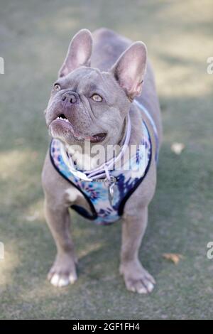 1 an-Old lilas brindle avec brun merle femelle chiot Frenchie regardant en alerte. Parc pour chiens hors-laisse dans le nord de la Californie. Banque D'Images