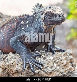 Portrait de Galapagos Marine Iguana (Amblyrhynchus cristatus), île de Santa Cruz, parc national de Galapagos, Équateur. Banque D'Images