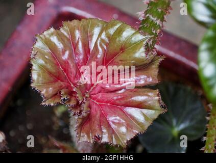 Une feuille juvénile rouge et verte brillante de la plante rhizomateuse  Begonia Photo Stock - Alamy