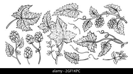 Branche de plante de houblon avec feuilles et cônes dessinés à la main ensemble de croquis. Croquis pour le logo, l'étiquette, l'emblème, le motif de l'emballage de la bière. Houblon angulaire herbe design dessiné cadre de gravure Illustration de Vecteur