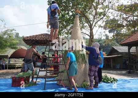 Les gens organisent des légumes pour faire le tumpeng sayur (cône de légumes) pour la cérémonie de la sedekah bumi (action de grâce javanaise) à la plage de sanggar Banque D'Images