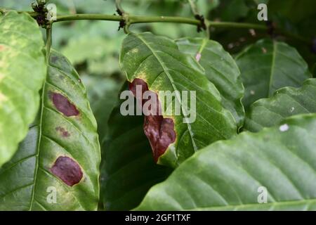 Dommages bruns et jaunes par l'anthracnose sur la feuille verte de l'arbre de la plante de café de Robusta, maladies végétales qui endommagent l'agriculture Banque D'Images