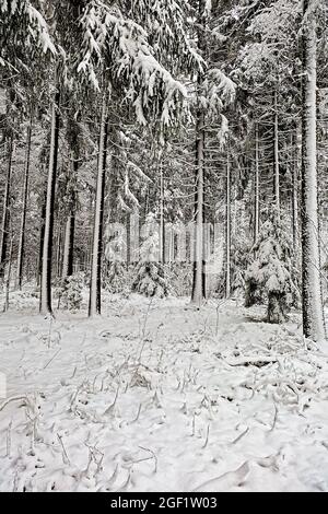 sapins enneigés et gommage dans la forêt Banque D'Images