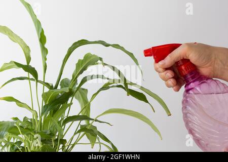 Femme pulvérisation à la main avec de l'eau spathiphyllum à l'aide d'un pulvérisateur Banque D'Images