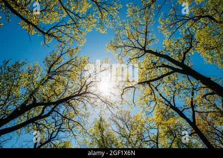 Soleil Shining à travers la canopée de grands arbres avec jeunes feuilles de Folliage de printemps. Lumière du soleil dans la forêt à feuilles caduques, nature d'été. Branches de bois Banque D'Images