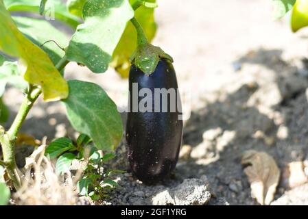 Aubergine mûre poussant dans le jardin Banque D'Images